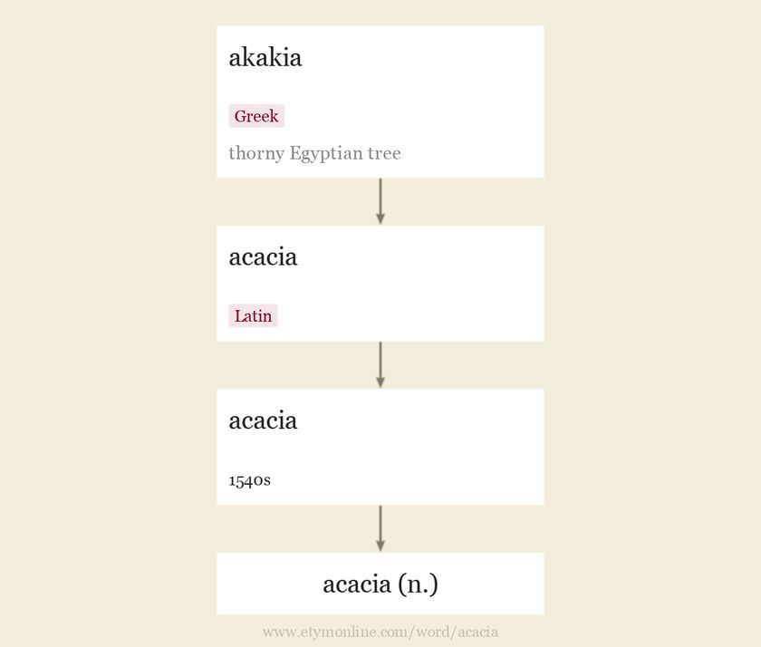 acacia