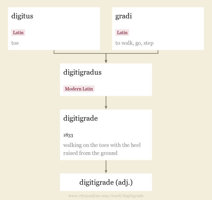 digitigrade